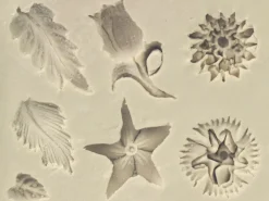 Flexible Clay Mould Sculptural Flowers