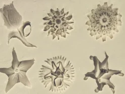 Flexible Clay Mould Sculptural Flowers