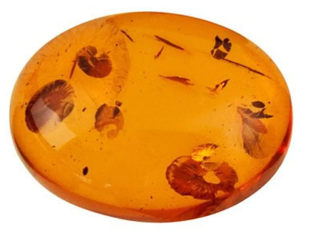 Natural Amber, Oval Cabochon, 14x10mm