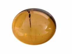 Natural Amber, Oval Cabochon, 12x10mm